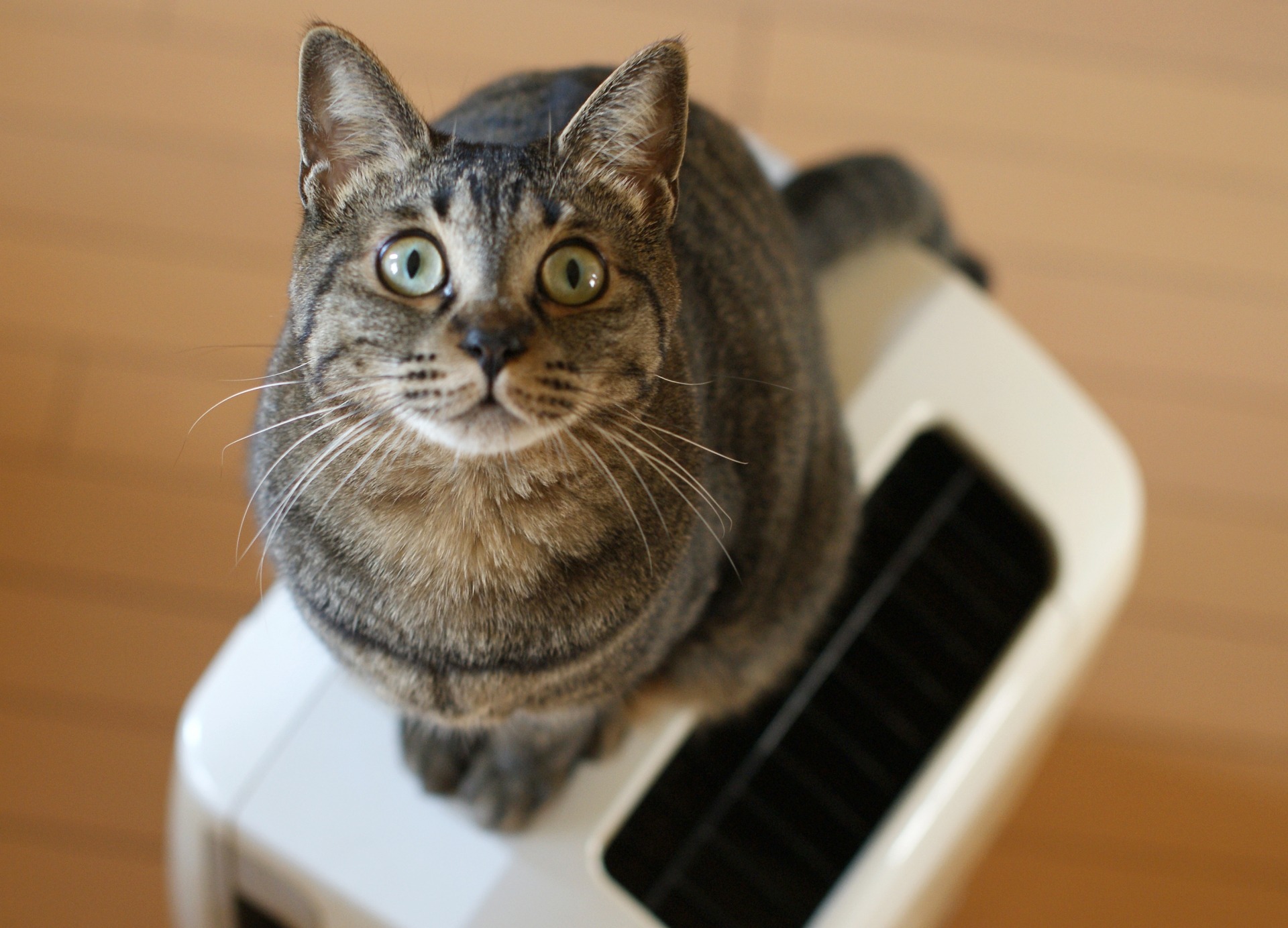 Amazonタイムセール】プラズマクラスター搭載！ SHARPの空気清浄機や