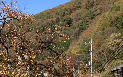 【山口和幸の茶輪記】サイクリストの聖地・西上州は11月中旬が紅葉真っ盛り 画像