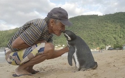 毎年8000キロもの距離を泳ぎ、命の恩人の元へ帰る1羽のペンギンの秘密 画像