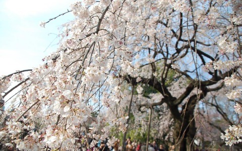 新宿御苑で桜を見るならこの3本！…オフィスに飽きたら桜の下で仕事しよう 画像