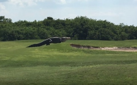 ほぼ恐竜！体長５メートル近くの巨大ワニがゴルフ場をノシノシと歩く 画像