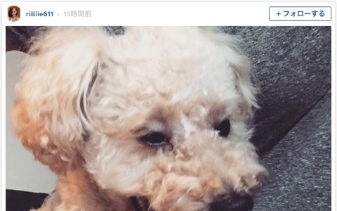 田中理恵、愛犬のあくびに「親バカです」 画像