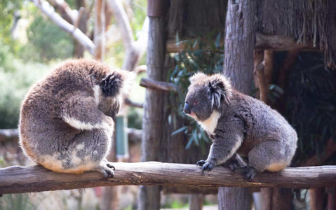 オーストラリアに留学すると学べる7つのこと 画像