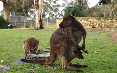 オーストラリアが住みやすい6つの理由 画像