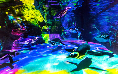 すみだ水族館の春フェス…ZIP! とのコラボを“貝催”、ペンギンは泳力アップ 画像