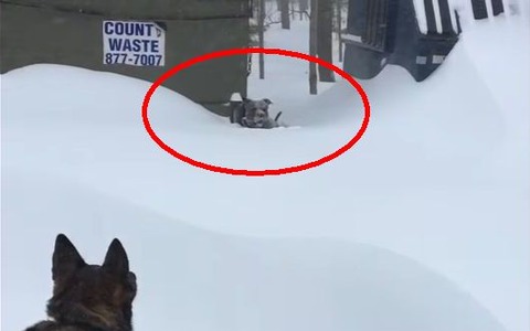 大雪で動けなくなった親友を助けるシェパード犬が素晴らしい！ 画像