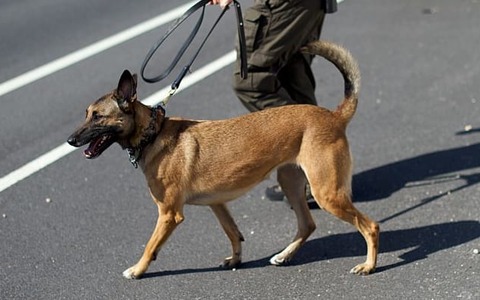 なんと警察犬がサッカーの試合に乱入!「鬼のボールキープ」がすごいぞ 画像