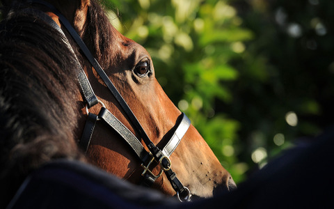 【競馬】朝日杯FS　人気一角のドゥラモンドより買いたい“人気落ち”の馬 画像