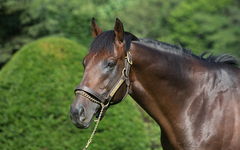 【競馬】04年ダービー馬・キングカメハメハ、JRA顕彰馬にわずか13票届かず 画像