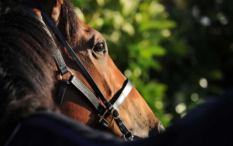 【エルムS/危険な人気馬】重賞2勝の実績馬を“消し” 「勝率0%」「馬券内率7.7%」と不安要素が満載 画像