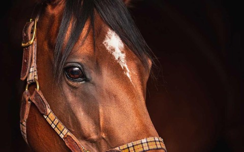 【皐月賞／穴ライズ】実績上位も完全盲点の前売り“10人気”前後　この人気なら買わない手はない 画像