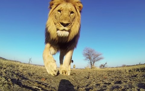 GoProでムツゴロウさんの目線！ 画像