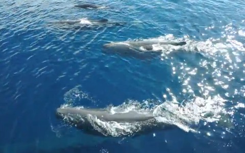GoProがとらえた神秘、クジラの世界 画像