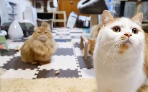 豆まき猫がかわいすぎる　ニコ動 画像