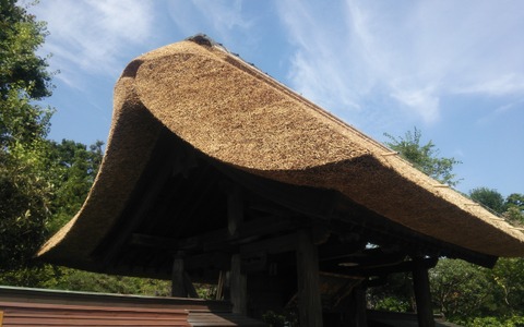 【山口和幸の茶輪記】花粉症はかくして克服したのである 画像