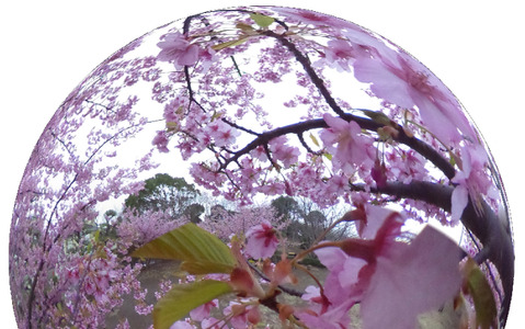 今年最後の桜をバーチャルで！「春の3まつり」最終回は北海道・五稜郭公園 画像