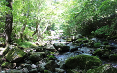 【小さな山旅】 渓谷ドライブ…栄蔵室~花園山(2) 画像