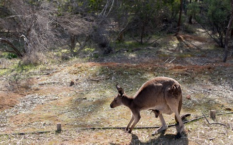 【ウォッチ】海外からの観光客が押し寄せるオーストラリア…シドニーのニューサウスウェルズ州が人気 画像