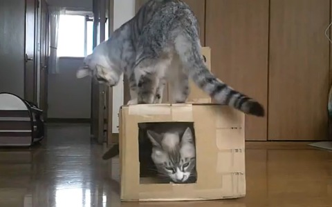 2匹の猫が穴あきダンボールで遊ぶ…ニコニコ動画 画像