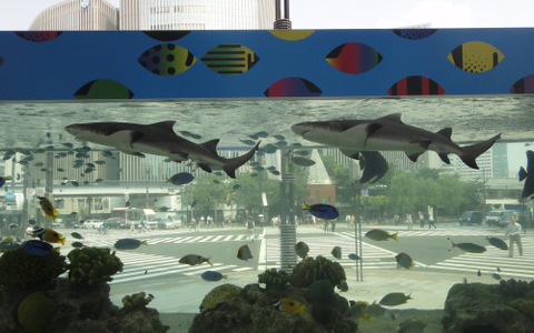 銀座ソニービルに14トンの大型水槽が登場…沖縄美ら海水族館監修「48th Sony Aquarium」 画像