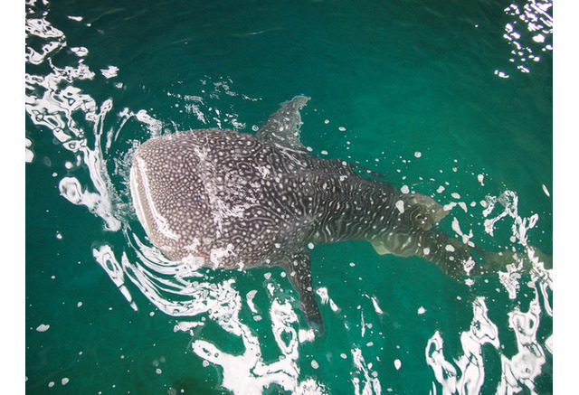 大阪海遊館でジンベエザメの展示が8月25日に再開 Cycle やわらかスポーツ情報サイト