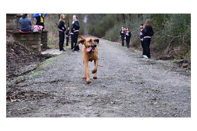 ハーフマラソンで7位入賞したのは、散歩中の犬だった 画像