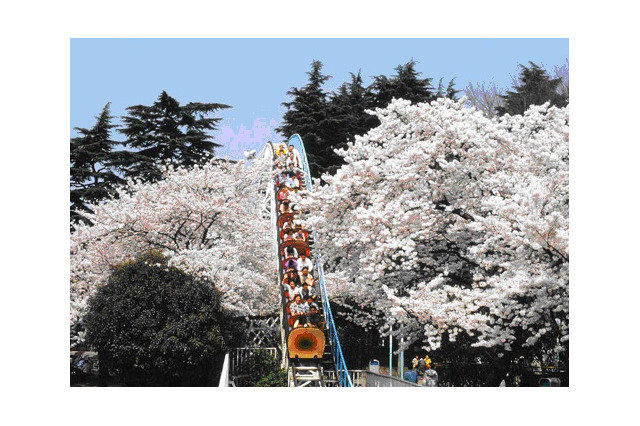 としまえん園内を走る「ひかリノベ桜リレーマラソンinとしまえん」4月2日 画像