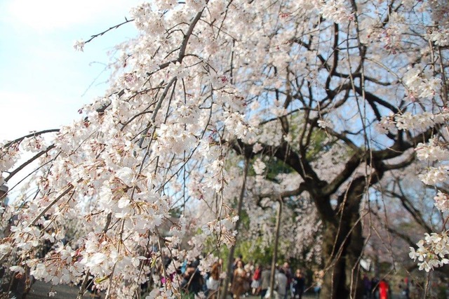 新宿御苑で桜を見るならこの3本！…オフィスに飽きたら桜の下で仕事しよう 画像