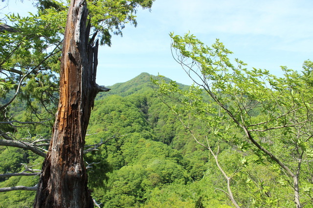 【小さな山旅】小さな山での、小さな遭難…茨城県・亀ヶ淵山（2） 画像