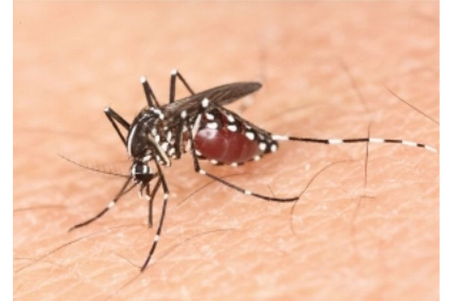 デング熱の感染源、新宿に範囲拡大…「蚊が山手線のっててもおかしくない」 画像