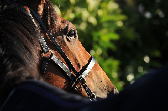 【競馬】デアリングタクトの右前肢繋靱帯炎は完治するのか、過去にはシーザリオやハープスターが引退 画像