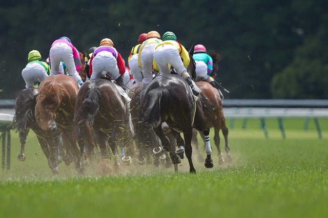 【菊花賞/馬場情報】阪神芝は完全に「外差し」 土曜2戦2勝のドゥラメンテ産駒にも注目 画像
