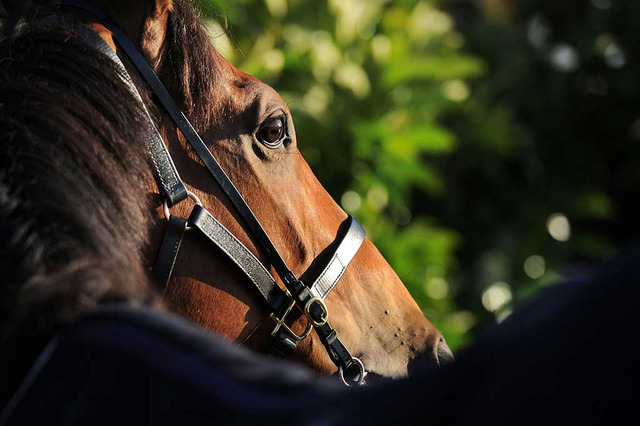 【エリ女王杯／関係者の声】ハーパー、友道師「内回りより外回りコースのほうが競馬はしやすい」 画像