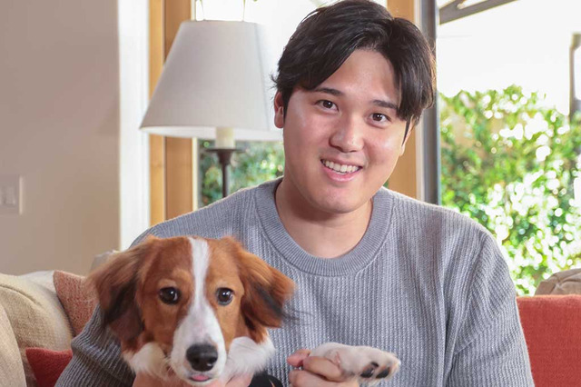 【MLB】「ベッドに1人と1匹」大谷翔平が語った“愛犬”デコピンとの思い出 2023年リハビリ期を“献身サポート” 画像