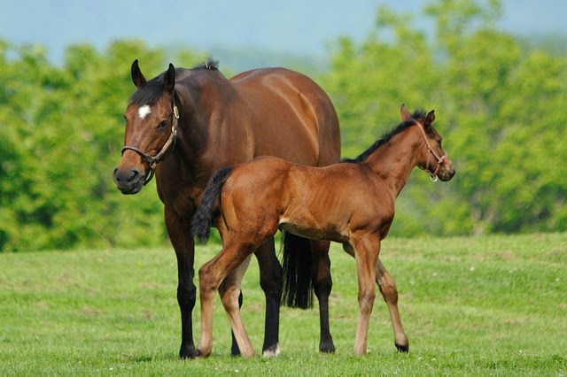 【セレクトセール2025】「最後のメイクに時間が……」「アンチエイジングがボーナスツール」　今年もオークショニアの名文句に注目 画像