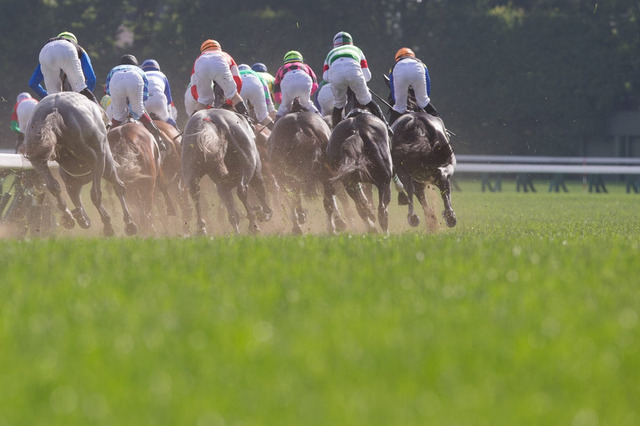 【朝日杯FS／馬場情報】土曜は前残り馬場も先週・阪神JFは“外差し”決着　終日雨予報で馬場は要チェック 画像
