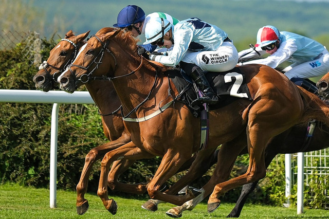 【中山金杯／穴ライズ】間違いなく中山巧者の想定“8人気”前後に注目　負かした相手と勝ちっぷりから通用レベルにあり 画像