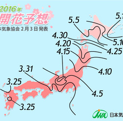 桜の開花予想、日本気象協会が発表