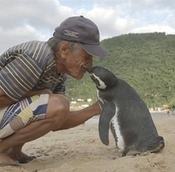 毎年8000キロもの距離を泳ぎ、命の恩人の元へ帰る1羽のペンギンの秘密