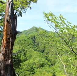 亀ヶ淵山（烏帽子岩）の頂上付近から。手前の木は落雷のあと？