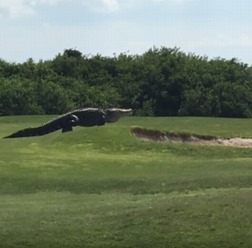 ほぼ恐竜！体長５メートル近くの巨大ワニがゴルフ場をノシノシと歩く