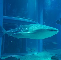 大阪海遊館がジンベエザメの展示を再開（写真＝海遊館）