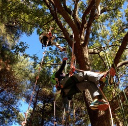ロープや安全保具を付けて木に登る「ツリークライミング」。ツリークライミングを利用して、木の枝打ちもできる。詳しくはWEBで。http://www.treeclimbingjapan.org/index.html
