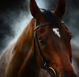 【競馬】朝日杯FS　武豊騎手、2歳GIはデータからも『鬼門』か？それとも買いか？