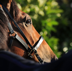 【競馬】今年最後の大一番、東京大賞典で好配当を狙い撃つ