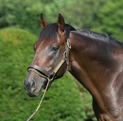 【競馬】04年ダービー馬・キングカメハメハ、JRA顕彰馬にわずか13票届かず