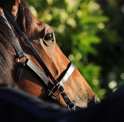 【京都牝馬S／穴ライズ】推定8人気前後の人気薄　前走”度外視”で「上位争い必至」