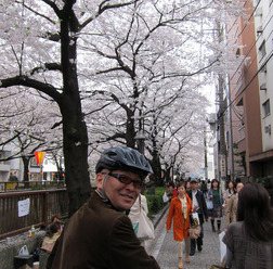 　疋田智の連載コラム「自転車ツーキニストでいこう」の第41回が公開された。今回のテーマは「2012年　今年の桜」と題して、例年以上にみごとな姿を見せてくれた桜の花をテーマに、自転車に乗って気持ちいい季節になったので走りに行こうと提案する。
