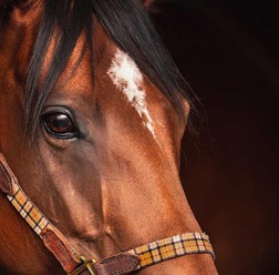 【新潟2歳S／追い切り診断】世界的良血馬に辛口「B」評価　ギアが上がり切らず、距離適性に不安視