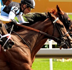 【京都記念／追い切り診断】“実戦意識”研ぎ澄まされた調整に高評価「A」　ギアアップが良化して「追えばまだ伸びる気配」